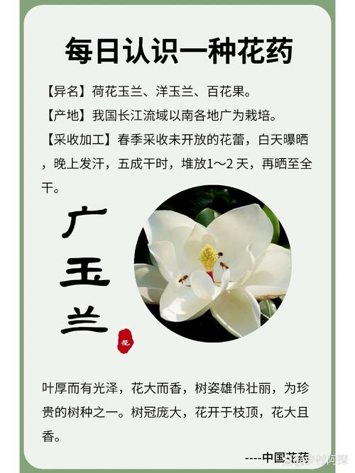 广玉兰树价格参考:不同规格区间与影响因素解析 常见问题 (FAQ)