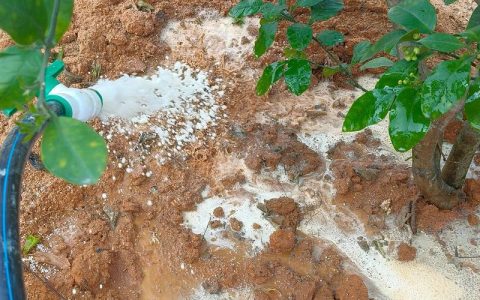 果树施肥的正确方法与科学管理全攻略：从品种适配到产量提升