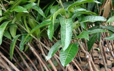 芒果树苗种植全攻略：从选苗到丰产的关键步骤