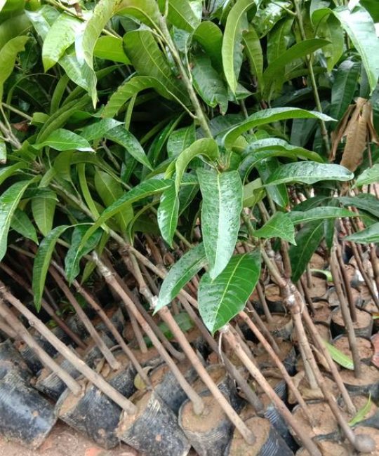芒果树苗种植全攻略：从选苗到丰产的关键步骤