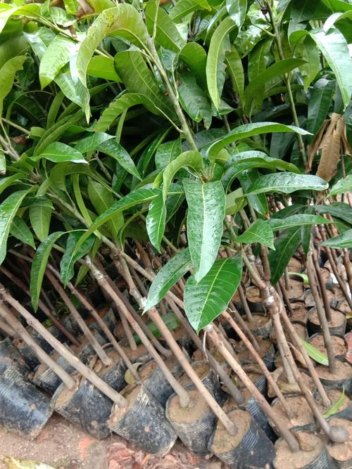 芒果树苗种植全攻略:从选苗到丰产的关键步骤 芒果树苗种植全攻略:从选苗到丰产的关键步骤