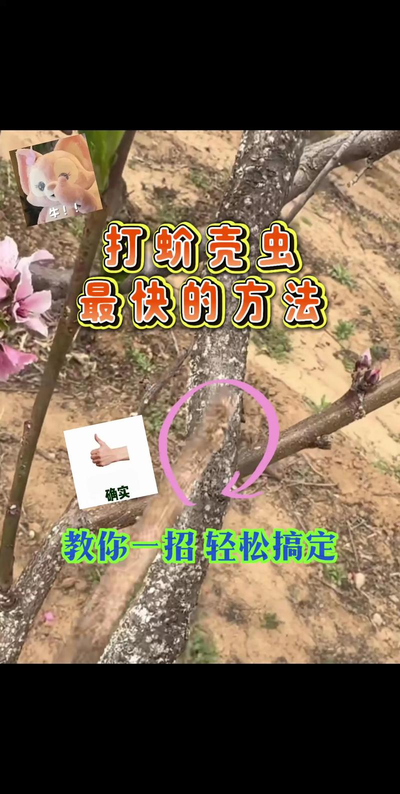 被核桃树上的虫子蛰了怎么办?刺蛾幼虫(洋辣子)蛰伤的科学急救与防护指南 被核桃树上的虫子蛰了怎么办?刺蛾幼虫(洋辣子)蛰伤的科学急救与防护指南