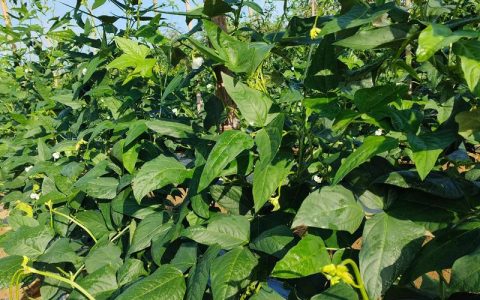 豆角苗黄叶怎么补救？一份完整的家庭种植诊断与防治指南