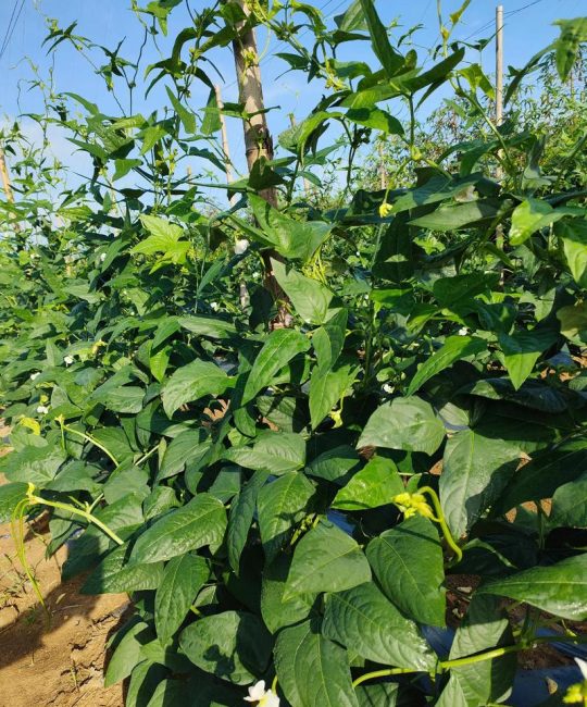 豆角苗黄叶怎么补救？一份完整的家庭种植诊断与防治指南