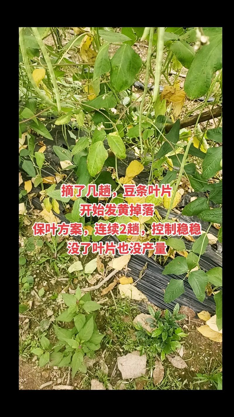 排查步骤（按顺序执行）