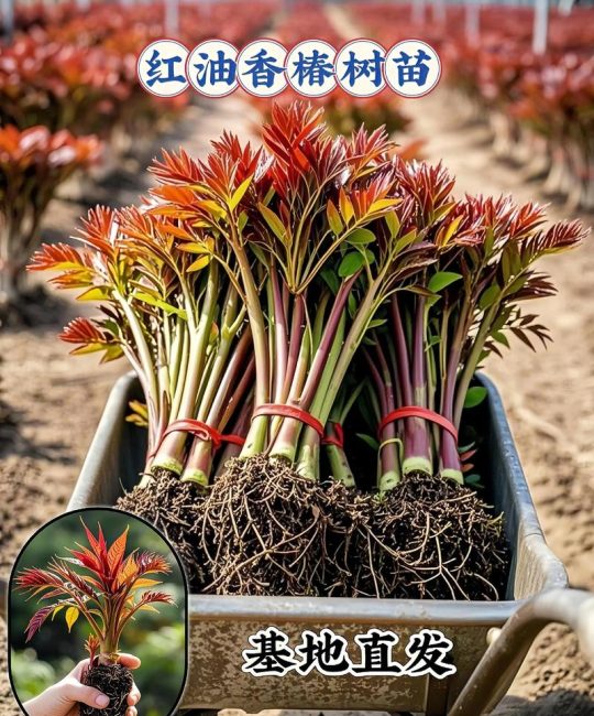 香椿木是香椿树吗？从园艺到家具，彻底搞清两者的关系