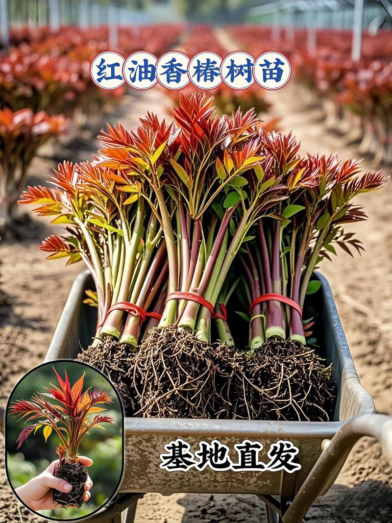 一、香椿树是“木”，但“香椿木”是它的木材