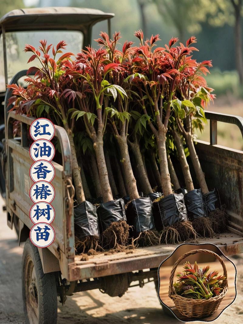 四、如何快速辨别你手中的“香椿木”真伪？