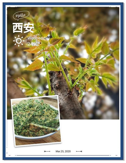 二、园艺角度的三大核心区别