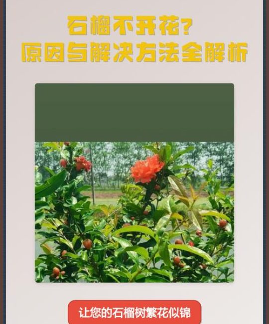 石榴树不开花怎么办？4步排查与促花方案