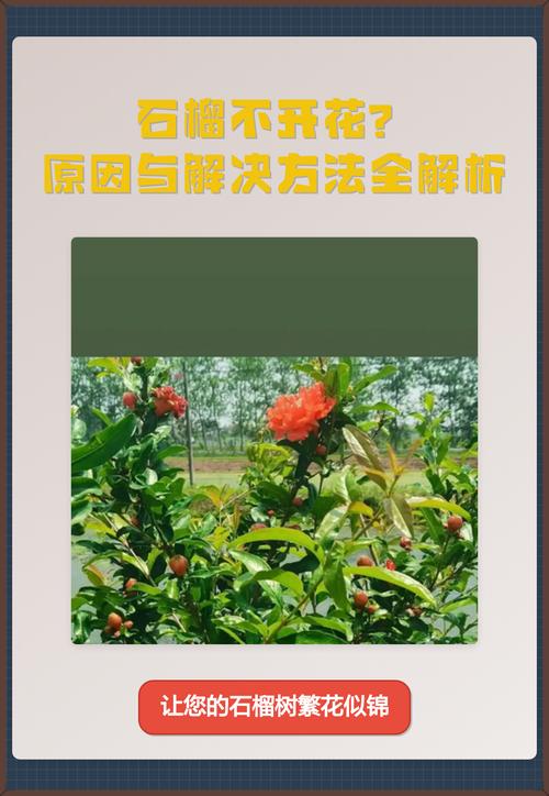 石榴树不开花怎么办?4步排查与促花方案 石榴树不开花怎么办?4步排查与促花方案