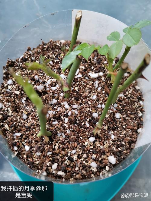 月季花新枝能插活吗？从枝条选择到养护全指南
