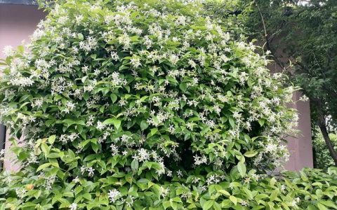 农村大门口种什么花最好？这5种皮实好养，四季有景还不伤墙基