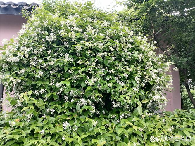 农村大门口种什么花最好?这5种皮实好养,四季有景还不伤墙基 1. 月季:花期长、颜值高,但要防病