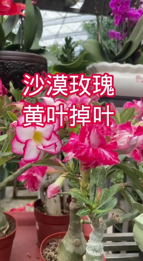 玫瑰花黄叶掉叶怎么办:四大原因排查与解决指南 针对性处理办法