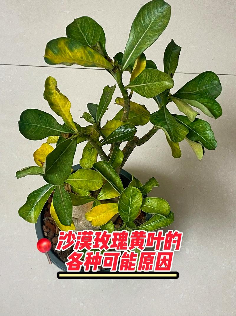玫瑰花黄叶掉叶怎么办:四大原因排查与解决指南 分步排查清单(按顺序执行)
