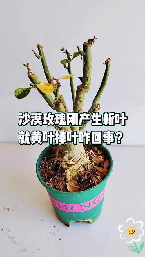 玫瑰花黄叶掉叶怎么办:四大原因排查与解决指南 总结