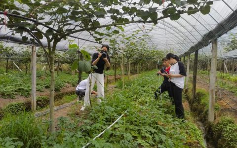 葡萄树下套种什么最佳？科学搭配提升亩产与经济价值