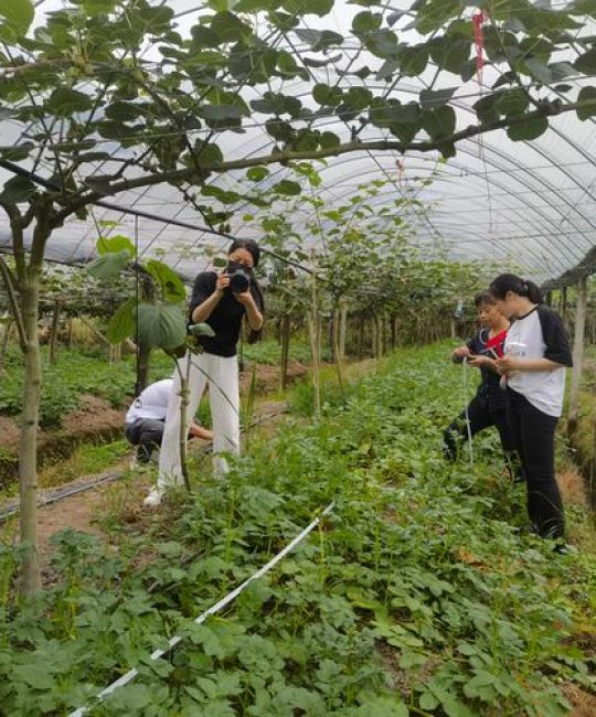 葡萄树下套种什么最佳？科学搭配提升亩产与经济价值