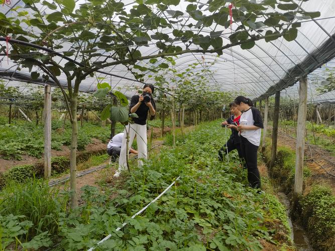 葡萄树下套种什么最佳?科学搭配提升亩产与经济价值 葡萄树下套种什么最佳?科学搭配提升亩产与经济价值