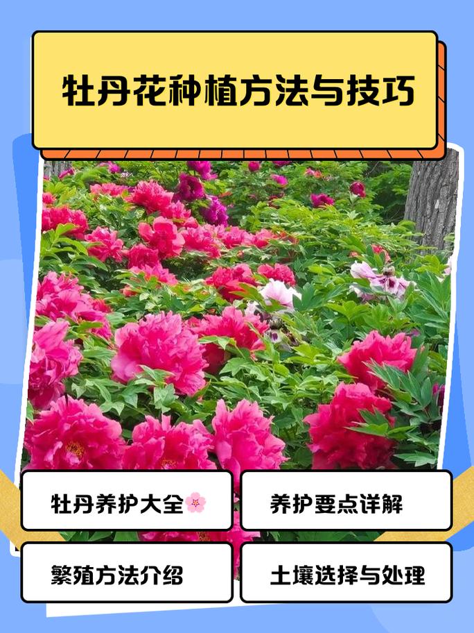 如何培育牡丹苗:告别“假活”的精准繁殖方案 第三步:操作流程与关键节点(以分株为例)