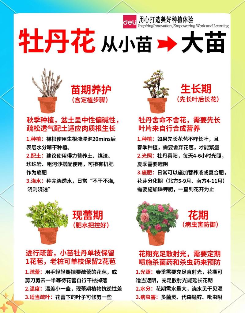 如何培育牡丹苗:告别“假活”的精准繁殖方案 总结