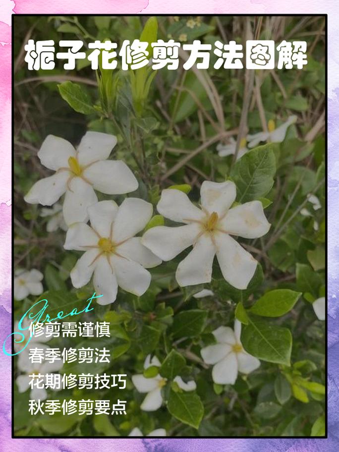 栀子花家庭养护全指南:从修剪到换盆,一步步教你养好它 越冬越夏:冬季防寒,夏季降温通风