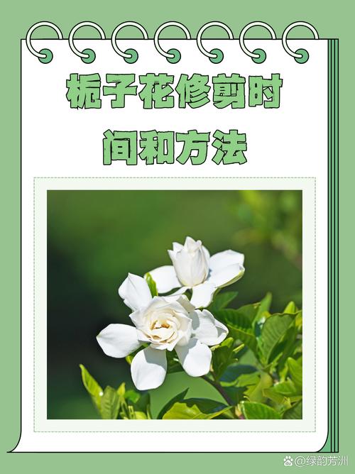 栀子花家庭养护全指南:从修剪到换盆,一步步教你养好它 换盆 / 田间管理:每1-2年换一次盆,注意修根和调酸