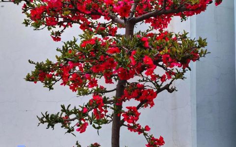 木瓜海棠长什么样？从叶片到花果的全面识别指南