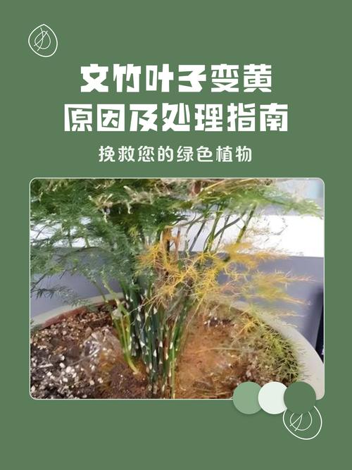 花草叶子变黄怎么办?5大常见原因与解决方法,让你的绿植重焕生机 三、施肥失衡:缺肥与肥害的“双刃剑”