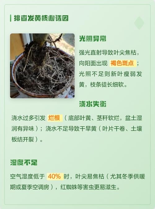 花草叶子变黄怎么办?5大常见原因与解决方法,让你的绿植重焕生机 四、温度与湿度:环境不适也“伤叶”