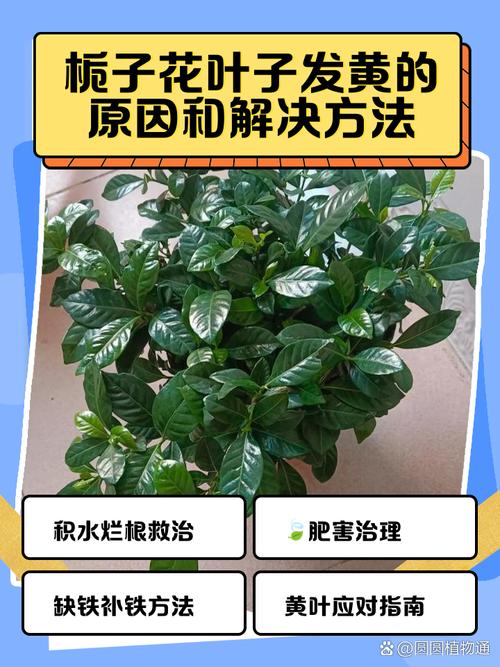 花草叶子变黄怎么办?5大常见原因与解决方法,让你的绿植重焕生机 总结:对症下药,预防为主