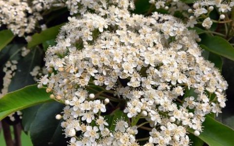 石楠花为什么11月开花？反常花期原因与应对指南