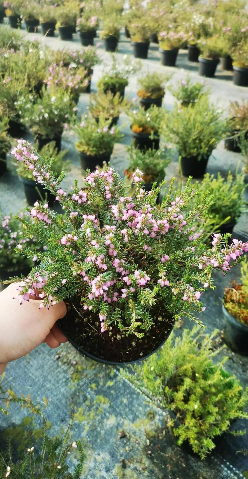 石楠花为什么11月开花?反常花期原因与应对指南 影响石楠花11月开花的关键因素与具体参数