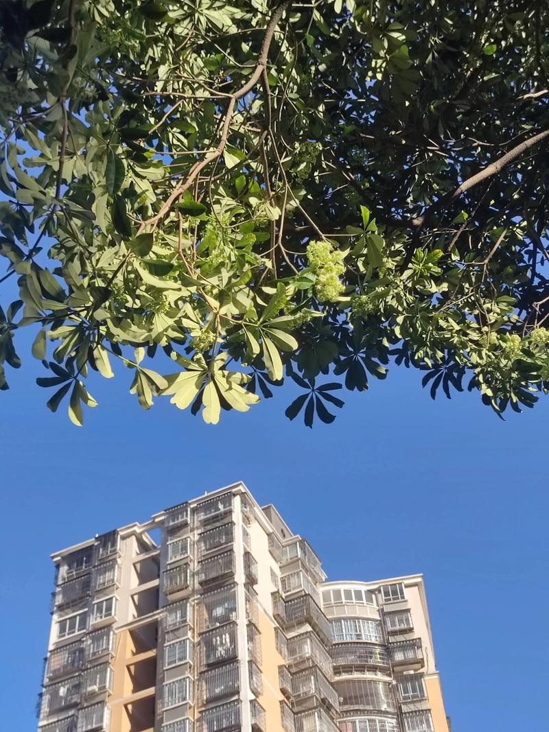 石楠花为什么11月开花?反常花期原因与应对指南 促花促果养护步骤(针对异常开花的管理而非促其开花)