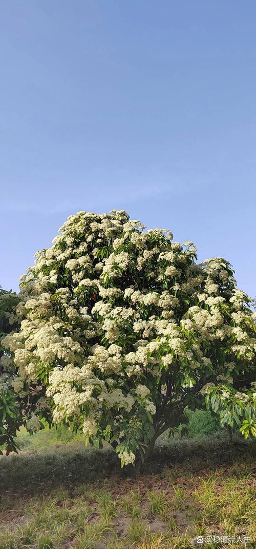 石楠花为什么11月开花?反常花期原因与应对指南 常见问题(FAQ)
