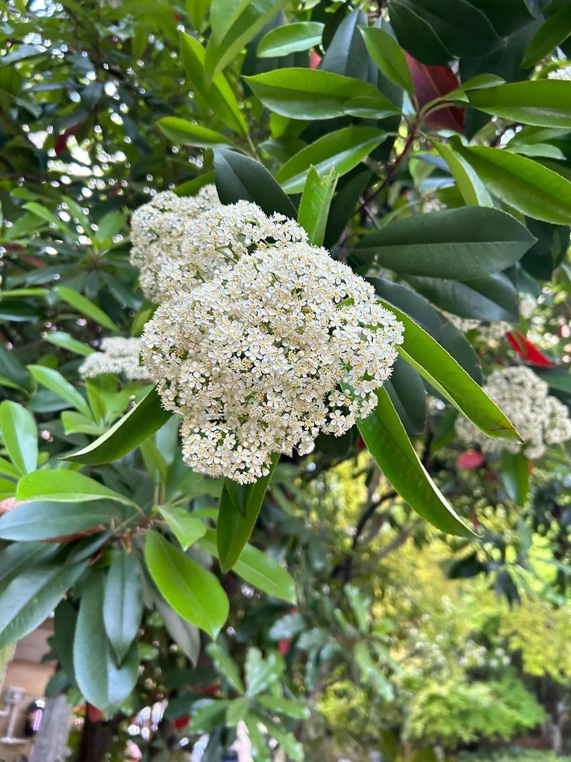 石楠花为什么11月开花?反常花期原因与应对指南 总结