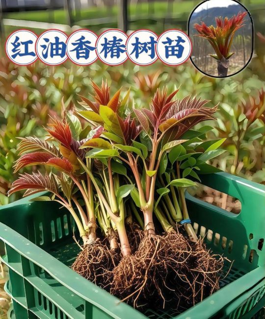 香椿苗可以插活吗？详细解析扦插繁殖技巧与注意事项