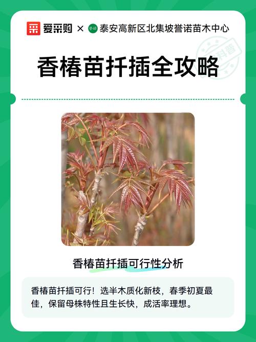 香椿苗可以插活吗?详细解析扦插繁殖技巧与注意事项 四、常见问题与对策