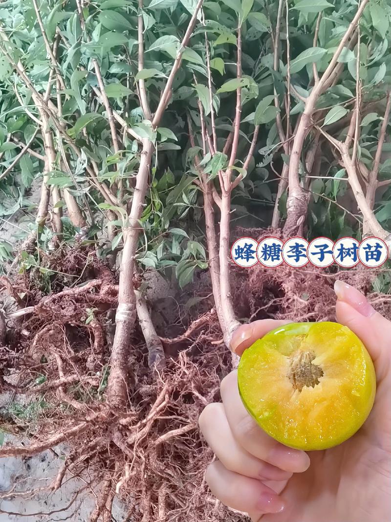 果树苗买回来怎么种?成活率翻倍的7步实操指南 果树苗买回来怎么种?成活率翻倍的7步实操指南