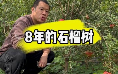 石榴树几年开花结果？实生苗与嫁接苗结果年限对比及种植管理指南