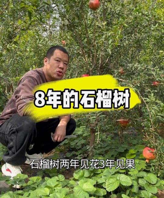 石榴树几年开花结果？实生苗与嫁接苗结果年限对比及种植管理指南