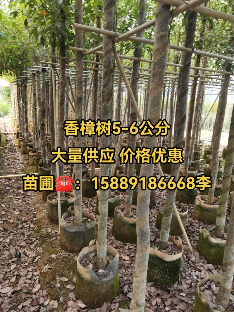 香樟树价格:不同规格报价区间与影响因素全解析 规格怎么影响报价