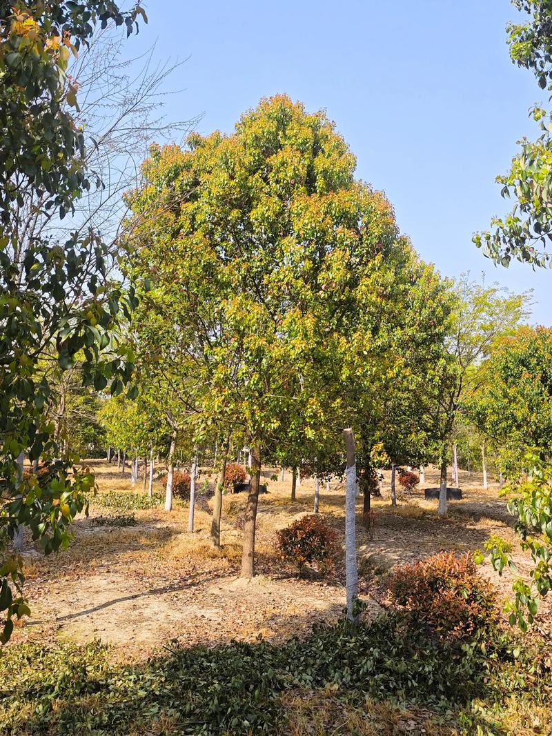 香樟树价格:不同规格报价区间与影响因素全解析 数量怎么影响单价