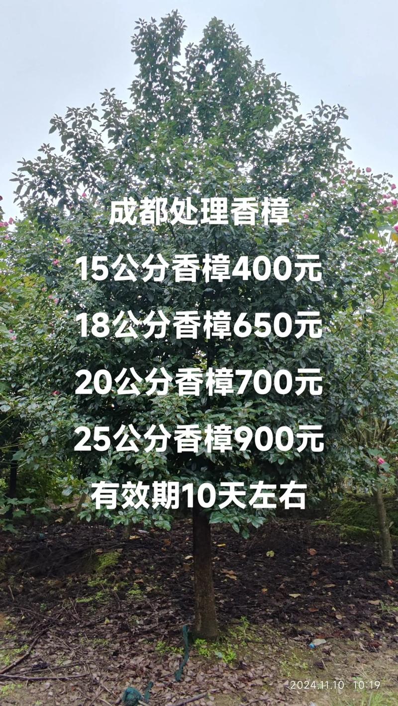 香樟树价格:不同规格报价区间与影响因素全解析 参考报价怎么看更靠谱