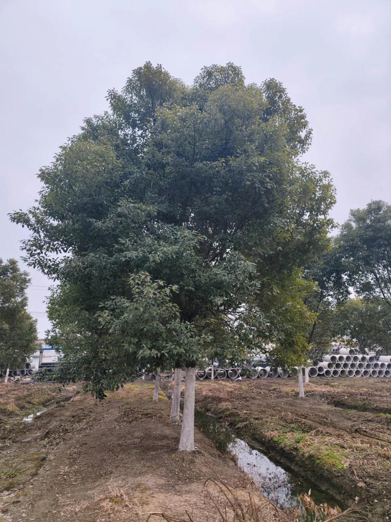 香樟树价格:不同规格报价区间与影响因素全解析 FAQ
