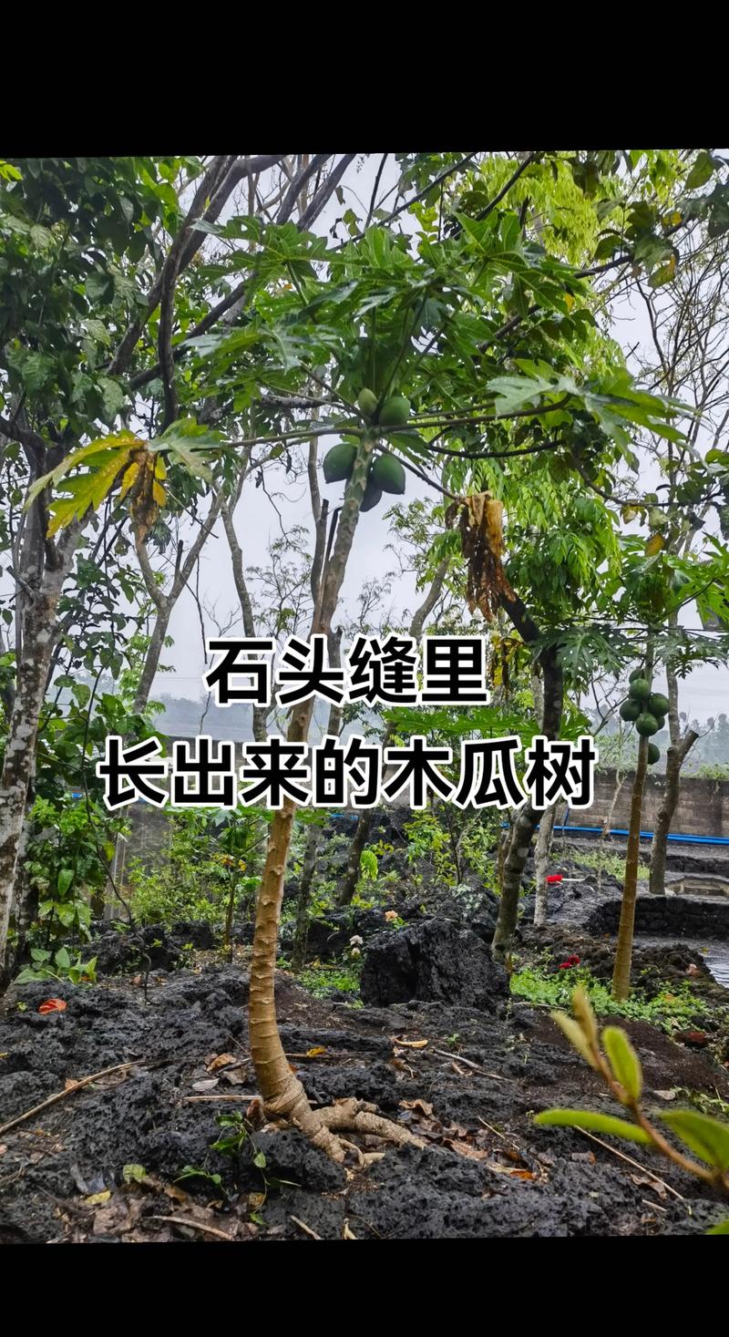 二、经济价值：直接卖果？不划算，但另有门路
