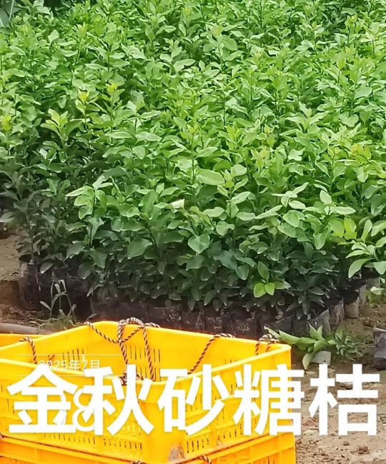 金秋沙糖桔苗子多少钱一株？2025年最新价格参考与影响因素详解
