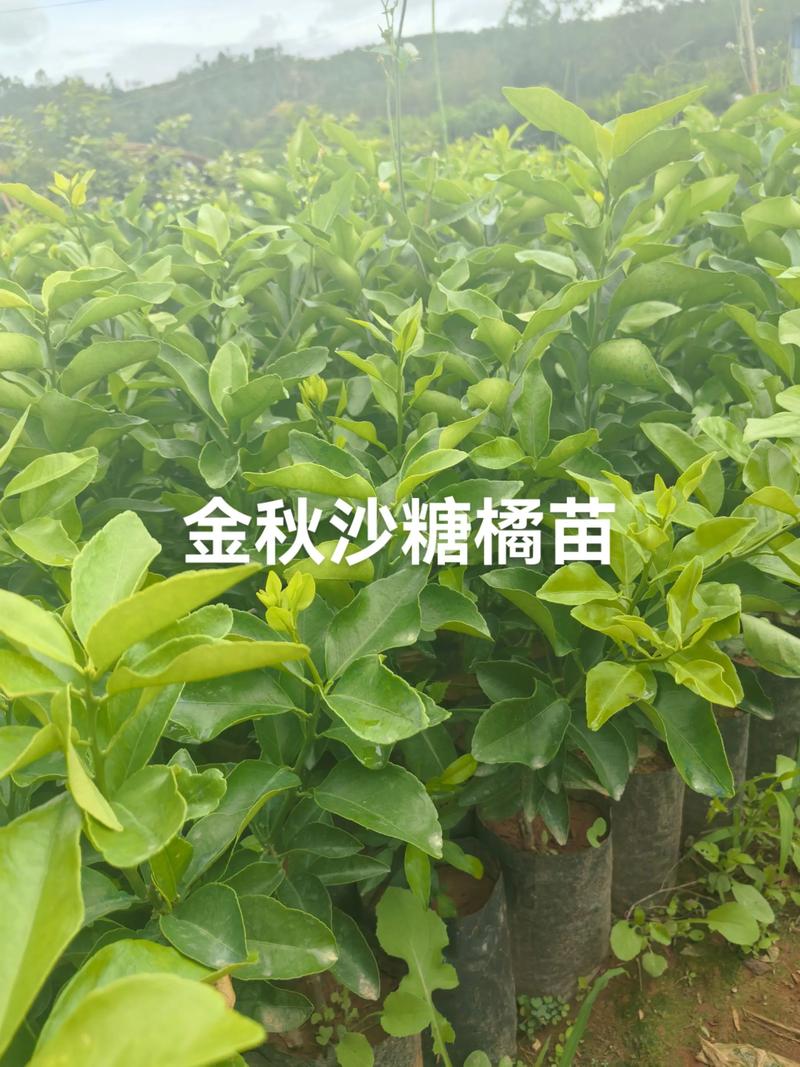 二、产地决定基础成本