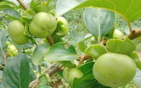 太秋柿子树耐寒多少度？权威数据与南北种植全攻略